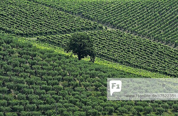 Großer Olivenbaum in grünem Olivenhain am Hang mit Weinreben  Marken  Italien  Europa