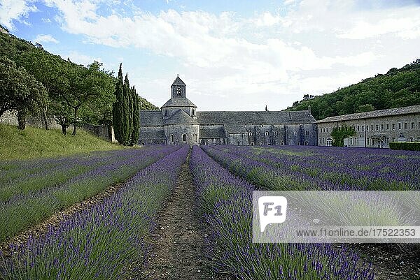 Zisterzienserabtei Abbaye Notre-Dame de Sénanque  mit Lavendelfeld  Vaucluse  Provence  Provence-Alpes-Côte d?Azur  Frankreich  Europa