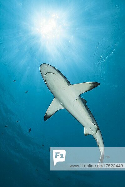 Blacktip reef shark (Carcharhinus melanopterus) swimming close under water surface  bright sun above  Pacific Ocean