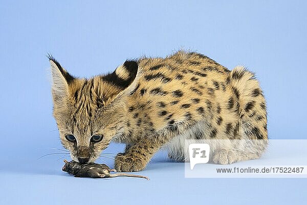 Serval (Leptailurus serval)  schnuppert an Maus  Jungtier  17 Wochen  captive  Studioaufnahme  Österreich  Europa
