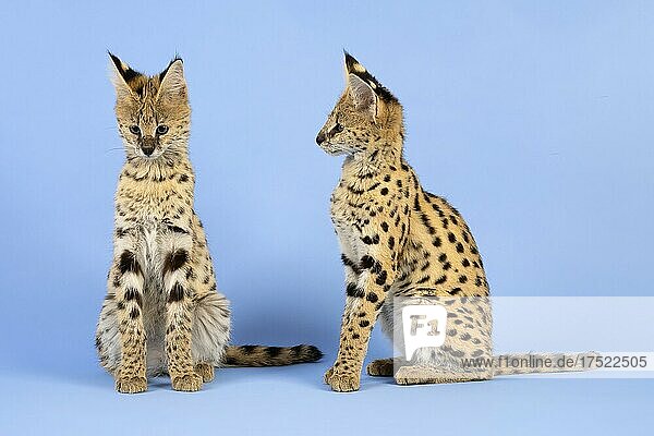 Serval (Leptailurus serval)  2 Jungtiere  17 Wochen  captive  Studioaufnahme  Österreich  Europa