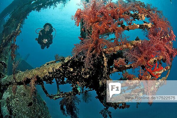 Diver dives through sunken shipwreck Cedar Pride looks down on former lookout Crow's nest overgrown with red soft corals (Dendronephthya)  Red Sea  Aqaba  Kingdom of Jordan