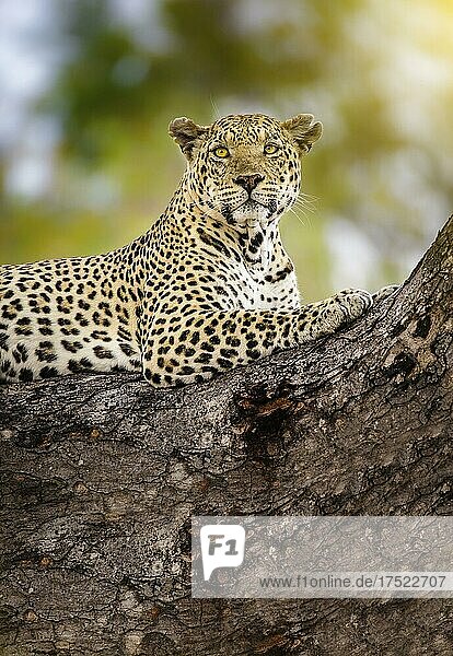 Ein Gepard in den Ästen eines Baumes  Gepard im Baum in der Serengeti  Tansania  Afrika
