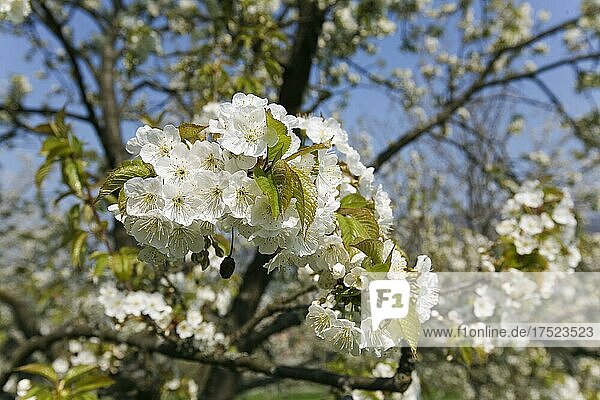 Dettinger Kirschenweg  Kirschbaum (Prunus avium)  Blüten  Dettingen an der Erms  Baden-Württemberg  Deutschland  Europa