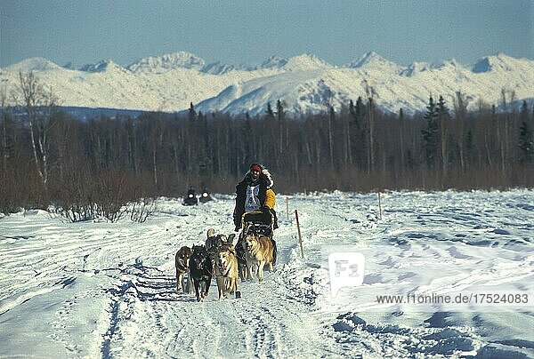 Iditarod Dog Sled Race  Alaska  United States of America