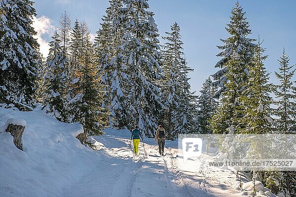 Two woman hiking on a forest path in the snow to the Kotalm  Achenkirch  Tyrol  Austria  Europe
