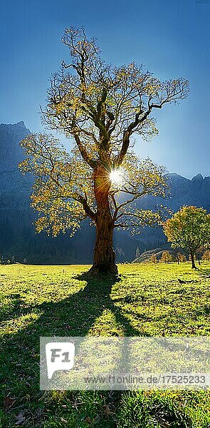 Herbstlich bunter knorriger Ahornbaum bei tiefstehender Sonne im Großem Ahornboden  Engalm  Engtal  Karwendel  Pertisau  Hinterriß  Tirol  Österreich  Europa