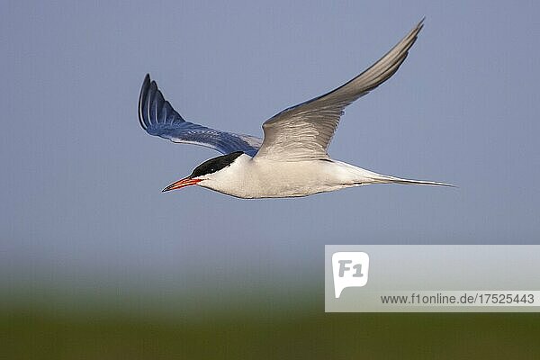 Common tern (Sterna hirundo) in flight  Texel Island  Netherlands