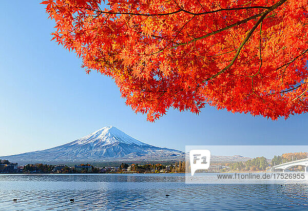 Autumn Leaves At Lake Kawaguchi And Mount Fuji