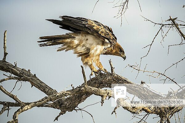 Ein Raubadler (Aquila rapax) sitzt in einem Baum und hält Ausschau  Etosha National Park  Namibia  Afrika