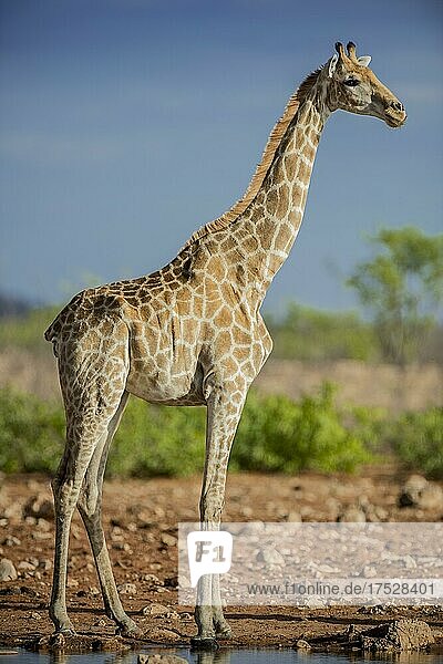 Angola-Giraffe (Giraffa camelopardalis angolensis) an einem Wasserloch  Etosha National Park  Namibia  Afrika