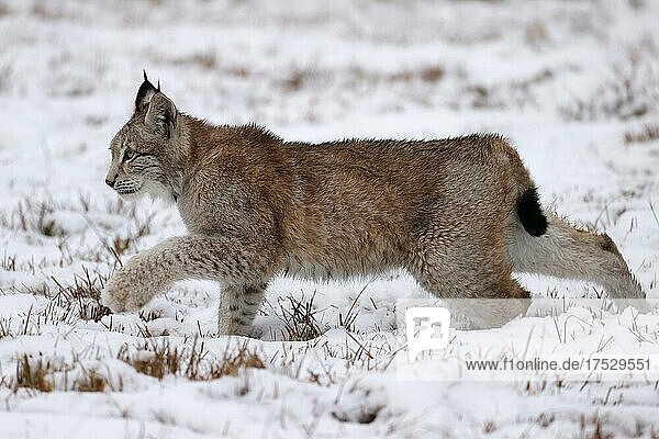 Europäischer Luchs (Lynx lynx) auf einer verschneiten Wiese  Tschechien  Europa