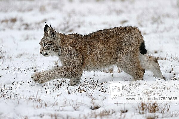 Europäischer Luchs (Lynx lynx) auf einer verschneiten Wiese  Tschechien  Europa
