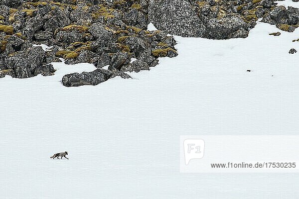 Polarfuchs (Vulpes lagopus)  geht auf Schneefläche  Spitzbergen  Norwegen  Europa
