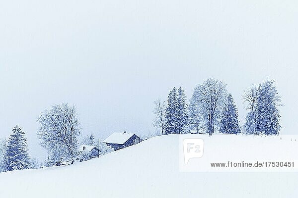 Hütten und Bäume bei Schneefall in Winterlandschaft  Hasliberg  Kanton Bern  Schweiz  Europa