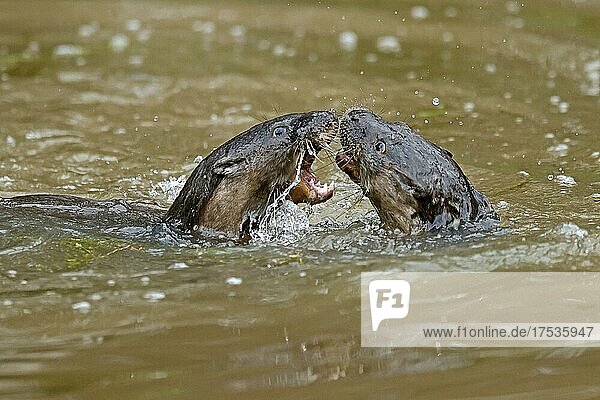 Zwei junge Europäischer Fischotter (Lutra lutra)  spielen in einem Teich  captive