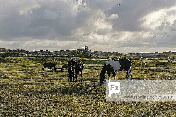 Pferde auf einer Koppel bei Hvide Sande  Dänemark  Europa