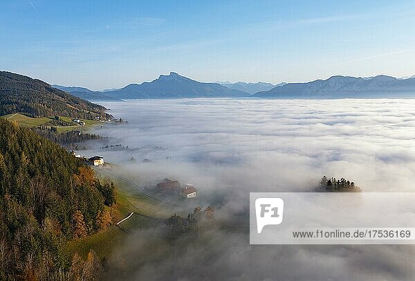Drohnenaufnahme  Herbstlich verfärbter Wald ragt aus dem Bodennebel  Inversionswetterlage  Mondsee  Mondseeland Salzkammergut  Oberösterreich  Österreich  Europa