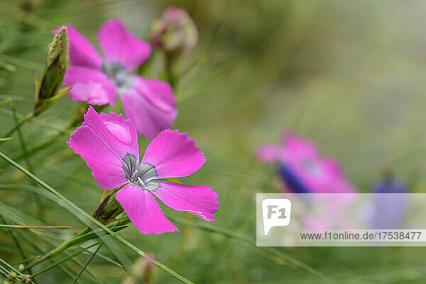 Growth of pink flowers in field at Mercantour National Park  France