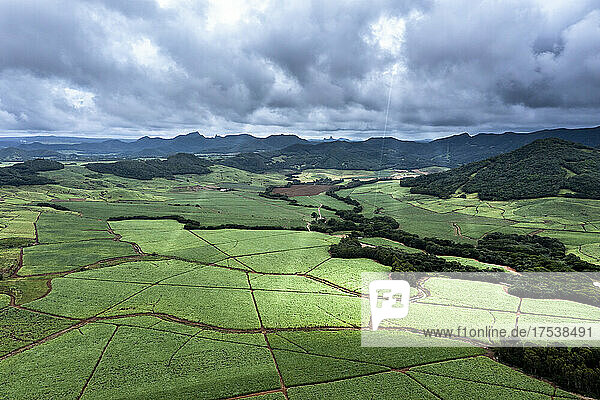 Mauritius  Grand Port District  Helicopter view of African sugar cane fields