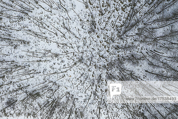 Drone view of bare trees in snow covered forest