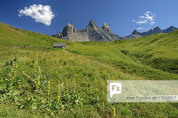 Yellow gentian on green landscape with famous mountain on sunny day  France
