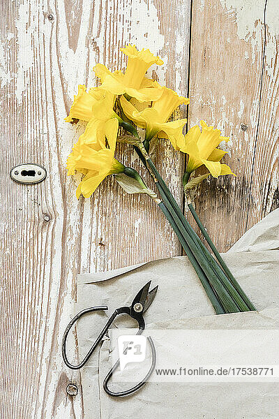 Pair of scissors and freshly picked daffodils