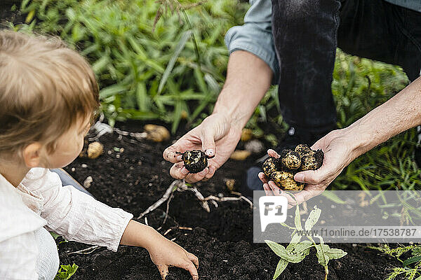 Father harvesting potatoes with daughter in field