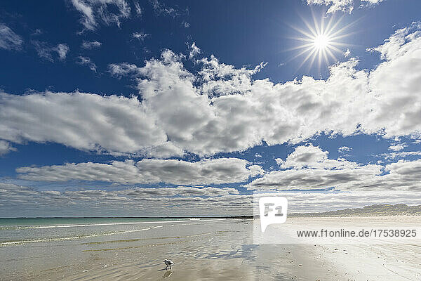 Australia  South Australia  Robe  Summer clouds over lone seagull standing at Fox Beach