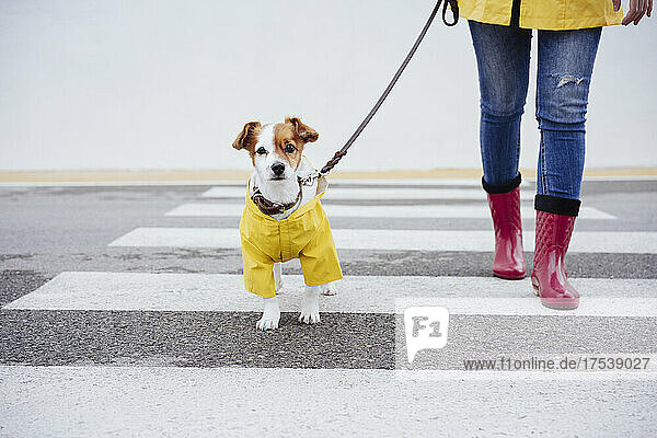 Dog wearing raincoat walking with woman on crosswalk
