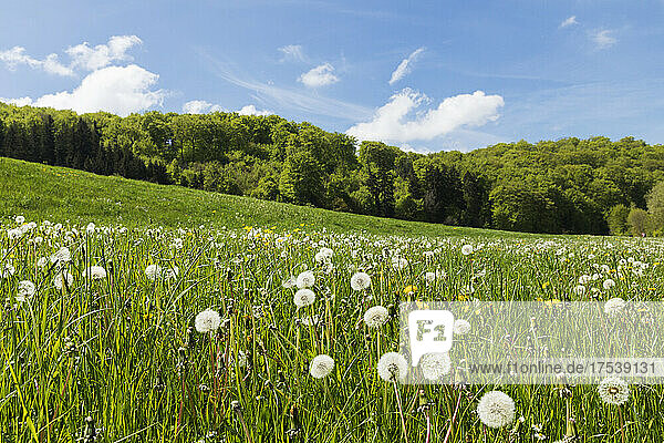 Wildflower meadow with dandelions at Urft Valley