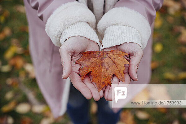 Woman holding dry maple leaf at autumn park