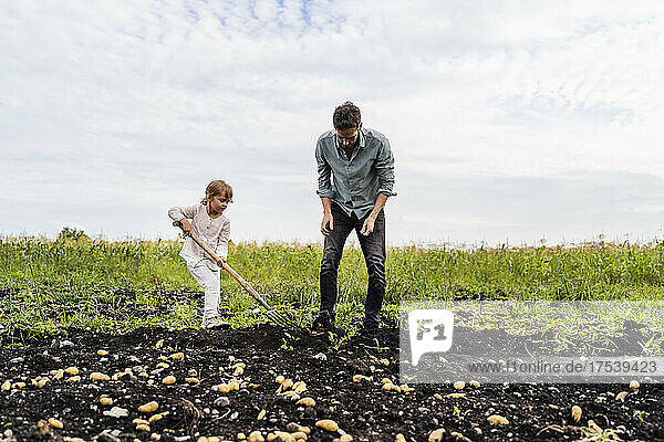 Daughter using pitchfork by father in field
