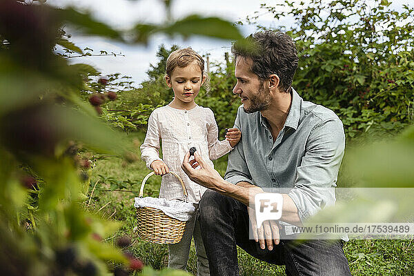 Father giving blackberry to daughter with basket