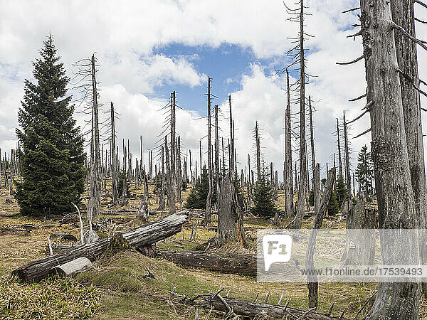 Bare trees devastated after forest fire