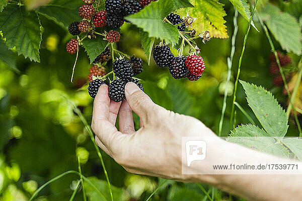 Man picking blackberry from plant