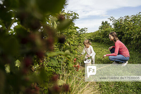 Mother looking at daughter picking berries in orchard