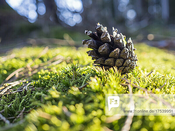 Single pine cone lying on mossy forest floor