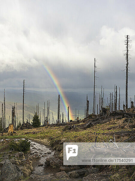 Rainbow arching over burnt forest