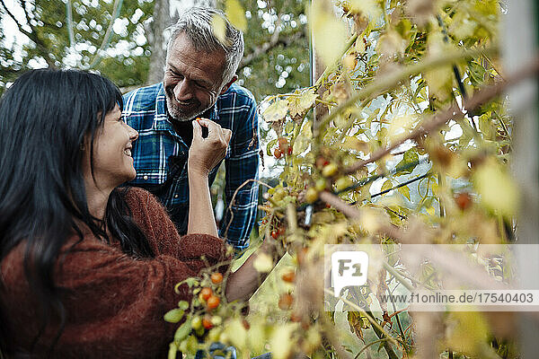 Happy mature couple picking fruit in backyard