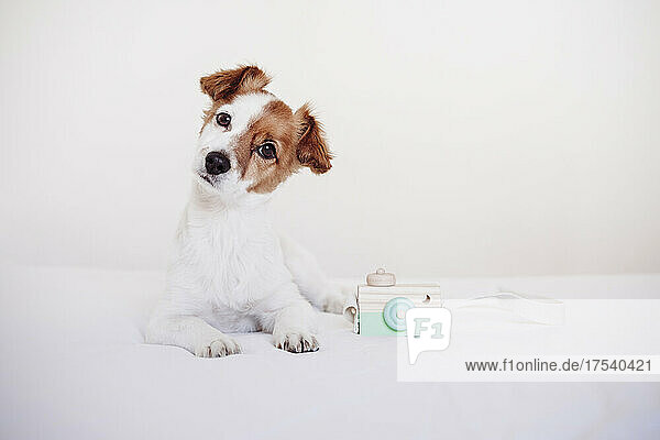 Jack Russell Terrier with toy camera on bed against white background