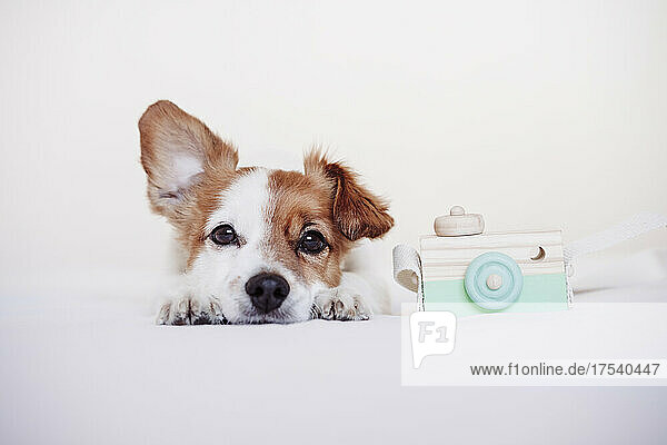 Tired dog by toy camera on bed in front of white background