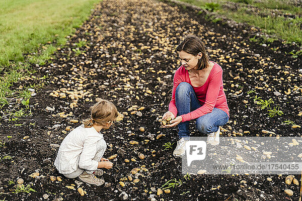 Mother and daughter harvesting potatoes in field