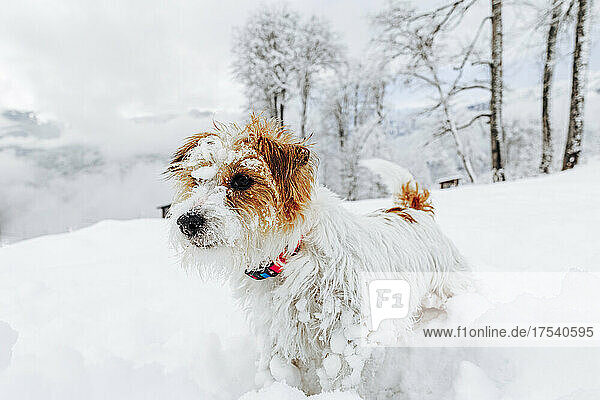 Jack Russell terrier dog on snow