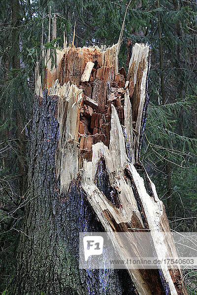 Broken forest tree after heavy storm