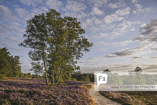 Germany  Hamburg  Heather blooming in Fischbeker Heide nature reserve at dusk