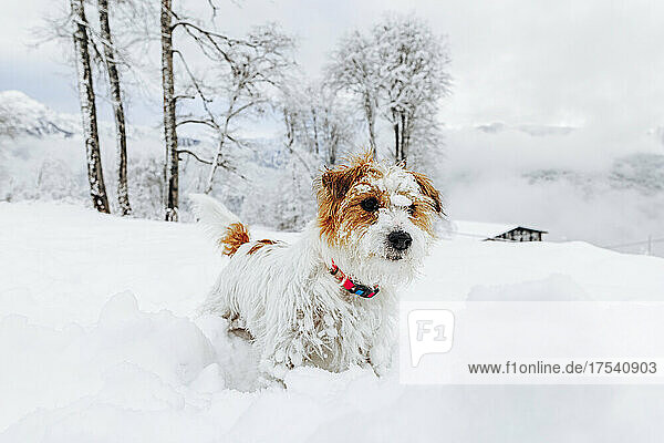 Cute Jack Russell Terrier on snowy land