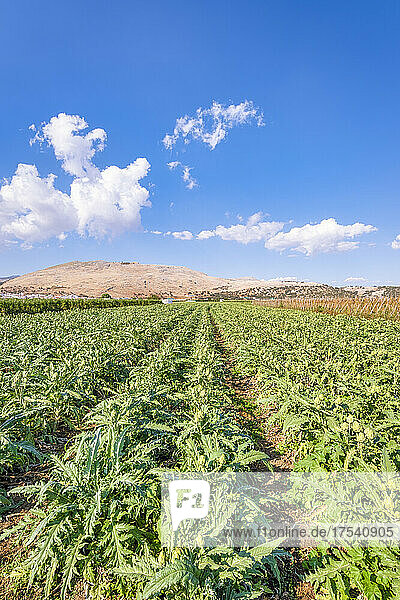 Artichokes plantation at field in Zafarraya  Andalucia  Spain  Europe