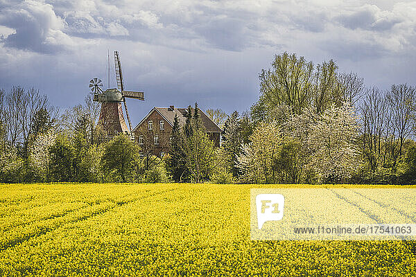 Germany  Hamburg  Oilseed rape field in spring with traditional windmill in background