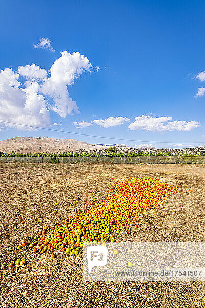 Tomatoes drying at field on sunny day  Zafarraya in Andalucia  Spain  Europe